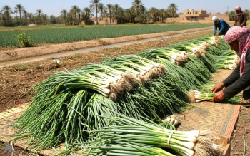 الزراعة تصدر قراراً بمنع استيراد البصل الأخضر لوفرة المنتج المحلي