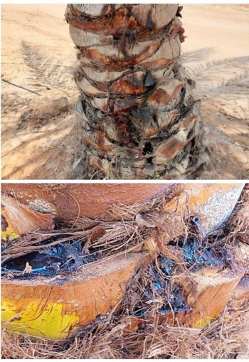 إجراءات وقائية عاجلة في كربلاء للقضاء على سوسة النخيل الحمراء وحماية النخيل المصاب