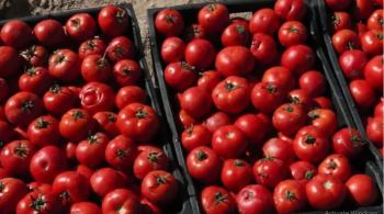 العراق يُصدّر 1000 طن من الطماطم إلى الكويت