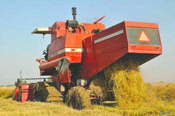 التجارة: إنتاج الحنطة هذا الموسم يدخل ضمن الخزين الإستراتيجي