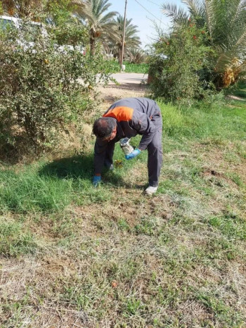 حملة مجانية لمكافحة القوارض في بساتين كربلاء المقدسة