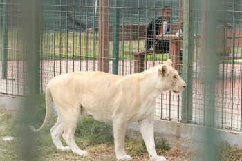 نمر ينهش طفل في حديقة الزوراء والادارة ترد: الطفل تقرب منه وتحرش بالنمر