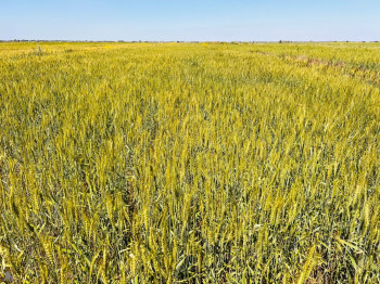 النجف الأشرف تستحصل موافقة مبدئية بـ "زراعة الشلب" في كامل الأراضي المخصصة