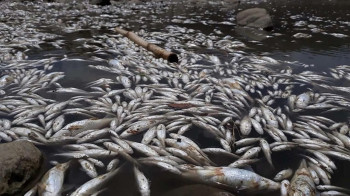 الزراعة: تشكيل لجان لحصر أضرار الثروة السمكية نتيجة تلوث المياه