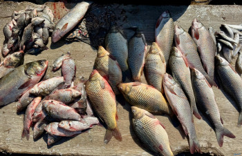 تلوّث نهر ديالى يتسبب بنفوق آلاف الأطنان من الأسماك