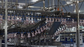 زراعة كربلاء تسجل اكثر من ١١ مليون دجاجة مجزورة خلال شهر اذار الماضي