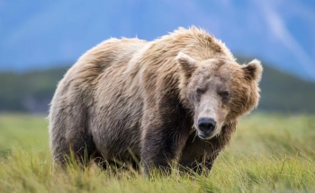 إصابة جنديين أمريكيين في ألاسكا خلال مواجهة مع دب