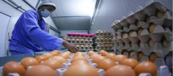 إجراءات عاجلة لضبط أسعار بيض المائدة