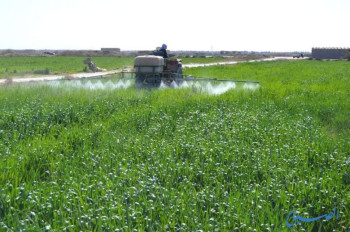 زراعة 650 دونماً حول محطات التصفية في كربلاء