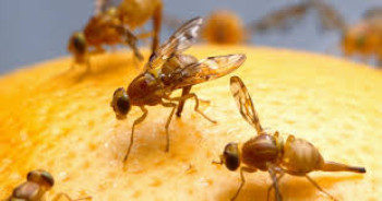 انتشار مفاجئ للذباب في مصر.. والسلطات توضح السبب