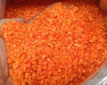 قفزة بنسبة 209%.. صادرات العدس الأحمر التركي تنتعش بفضل الطلب العراقي