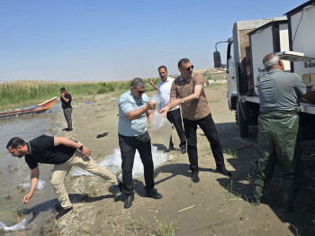 خلال شهر .. إطلاق 20 مليون سمكة في بحيرتي "الحبانية وعنه" بالأنبار