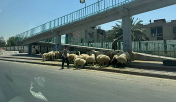 أمانة بغداد تكثف حملاتها لمنع الجزر العشوائي قبل عيد الأضحى