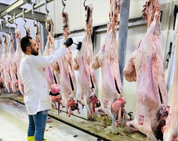 كربلاء تطلق مبادرة مجانية لجزر الأضاحي للحد من الجزر العشوائي خلال العيد