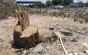 أشجار معمرة تُقطع وأحزمة خضراء تُولد ميتة: من يحمي أمن العراق البيئي؟