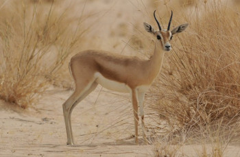 بينها غزال الريم والذئب العراقي.. 134 نوعاً من الأحياء مهددة بالانقراض في العراق