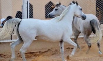 الزراعة تكشف تسجيل 6067 رأس خيل في العراق
