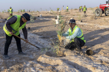 بطول 90 كيلومترًا.. العتبة العباسية تباشر تنفيذ مشروع لإنشاء حزام أخضر بمليون شجرة