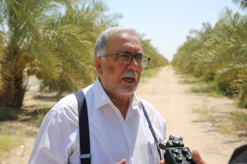 بعد زيارة "البابا" للسيد "علي السيستاني"... اصناف فسائل عراقية من نخيل مزرعة فدك يهدى الى الفاتيكان