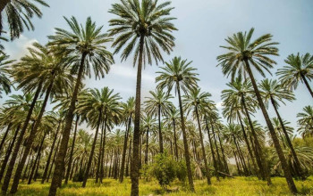 تمور العراق تستعيد عافيتها رغم شح المياه