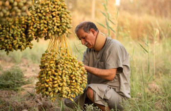 تمور العراق تستعيد عافيتها رغم شح المياه