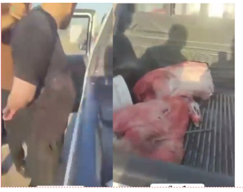 فيديو:القبض على قصاب يصطاد خنازير برية ويبيع لحمها مثروما على المواطنين