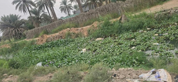 زهرة النيل تعرقل جريان المياه في نهر المشورب بكربلاء.. ومناشدات للتدخل العاجل